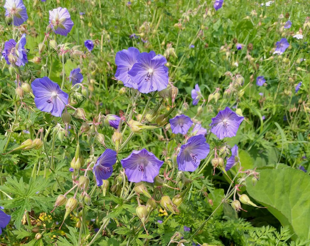 Geranium pratense / Geranio dei prati